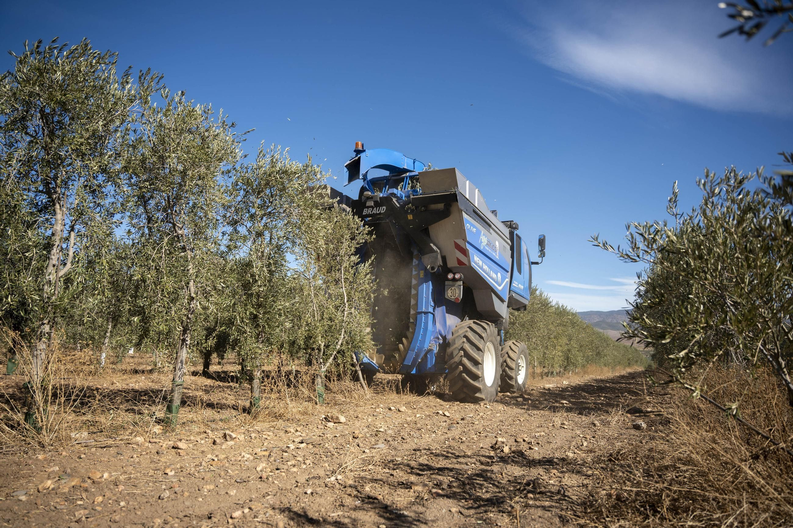 Las imágenes de la campaña recogida de acetuna en Fiñana