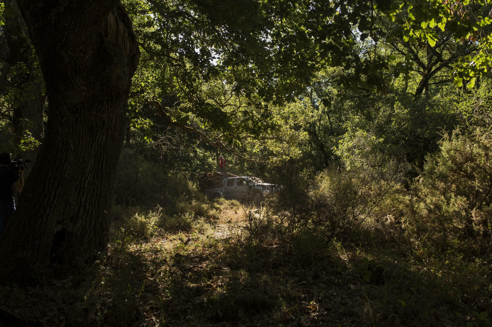 Fotos de la recogida del corcho en Ronda