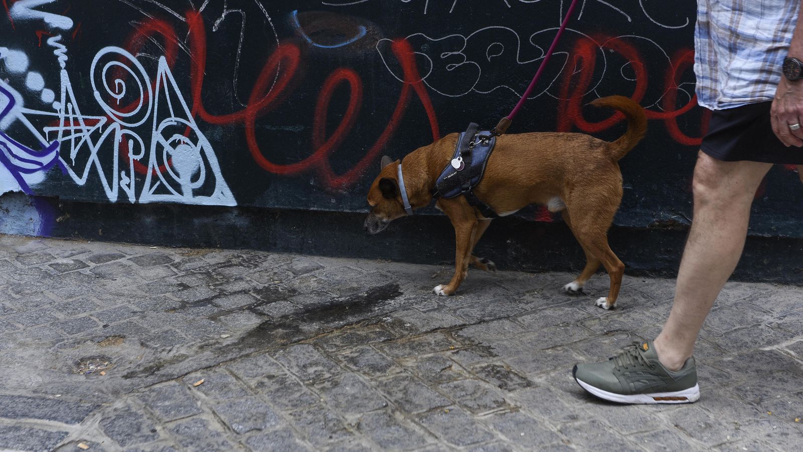 Estado de una acera en el entorno de San Luis, en el casco Norte, este jueves.