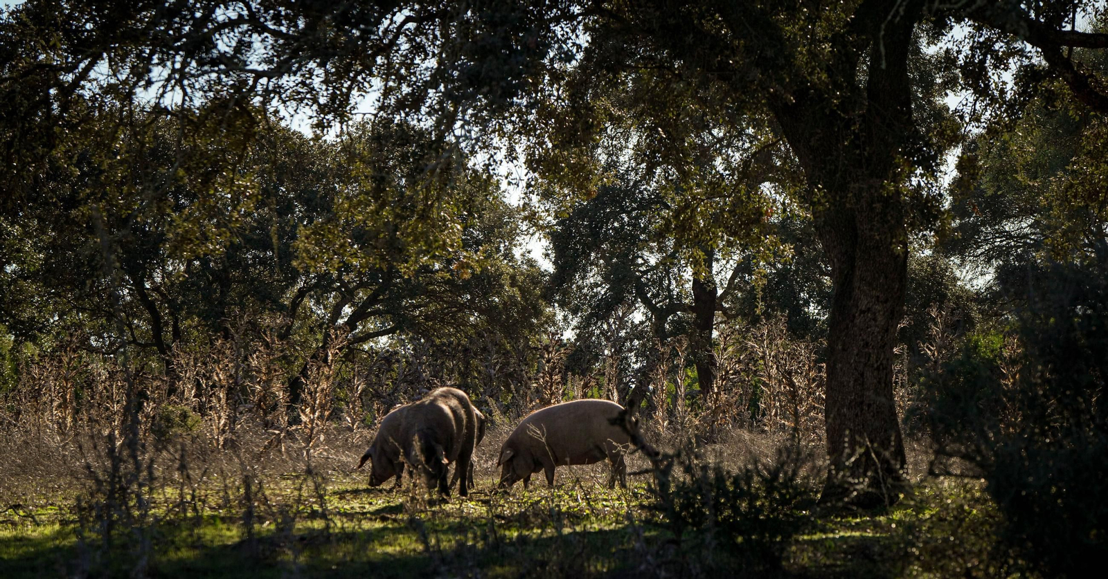 Cerdos se alimentan de bellotas durante la montanera, días atrás, en la finca 'El Encinar', en la barriada rural de Cuartillos (Jerez).