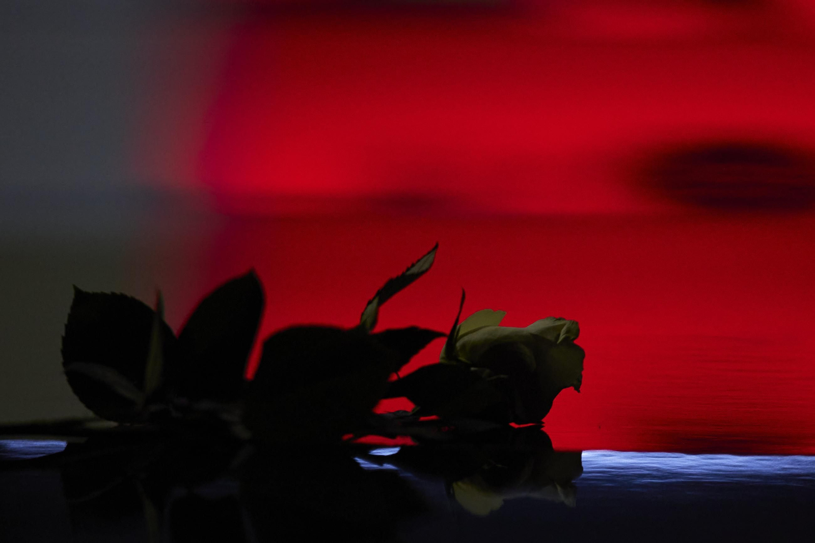 El desfile de Yolanda Rivas en SIMOF 2025, todas las fotos