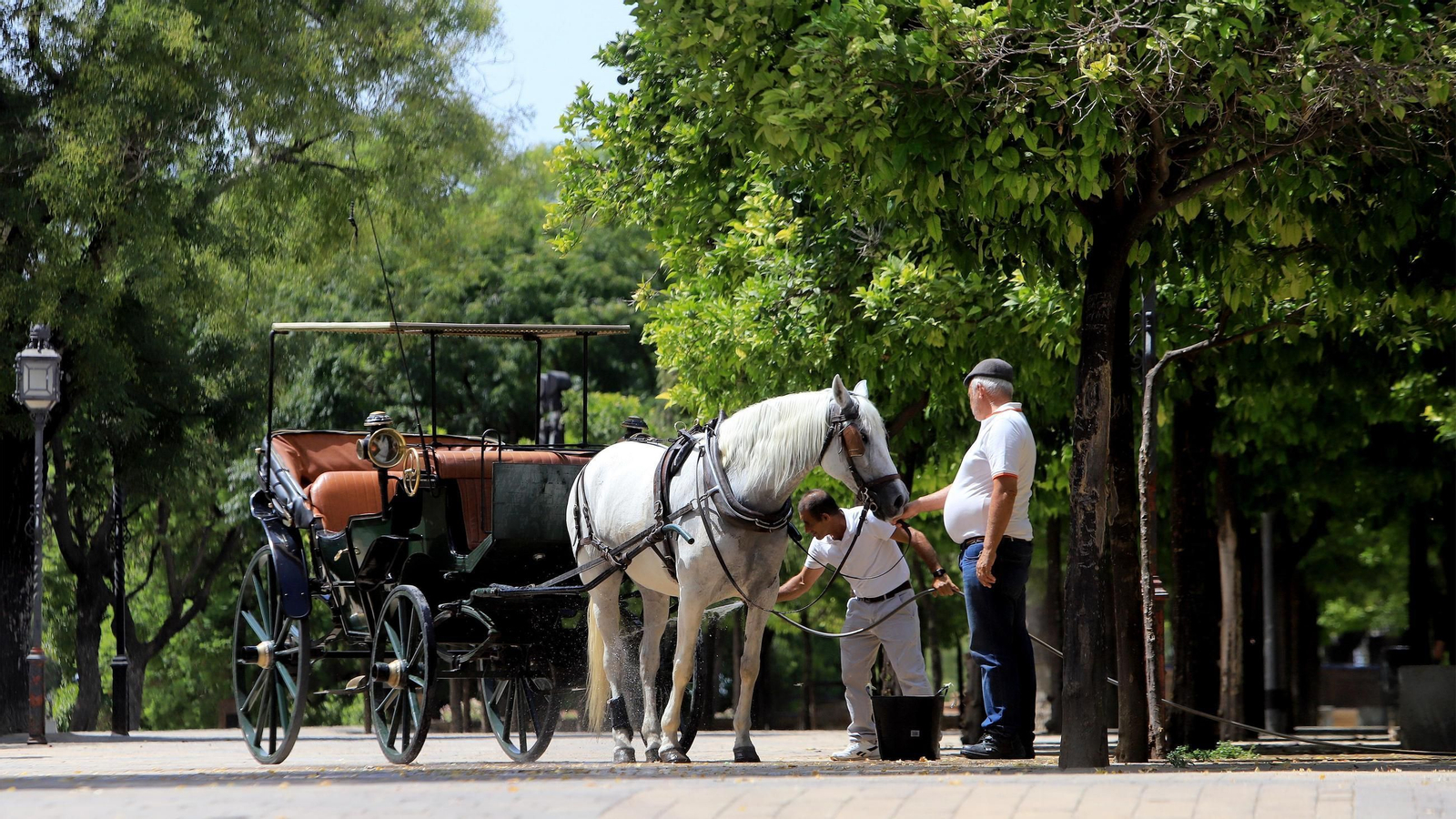 Un cochero refresca con una manguera a su caballo en la Alameda Vieja, meses atrás.