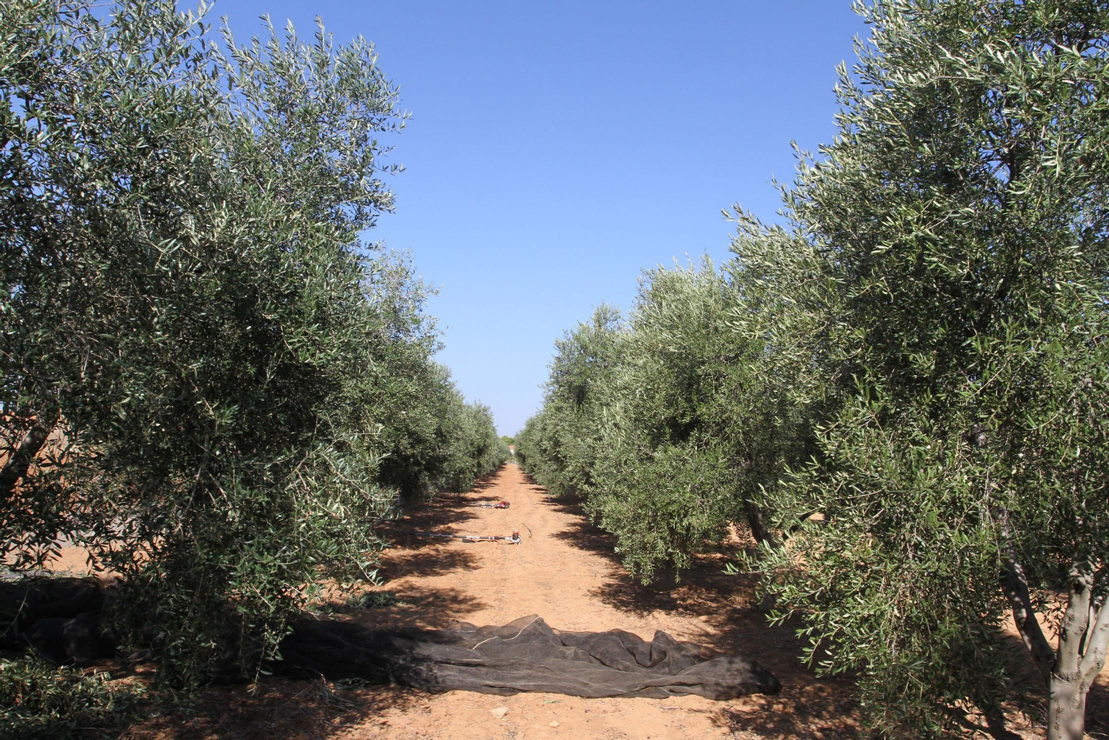 Campo de olivos.