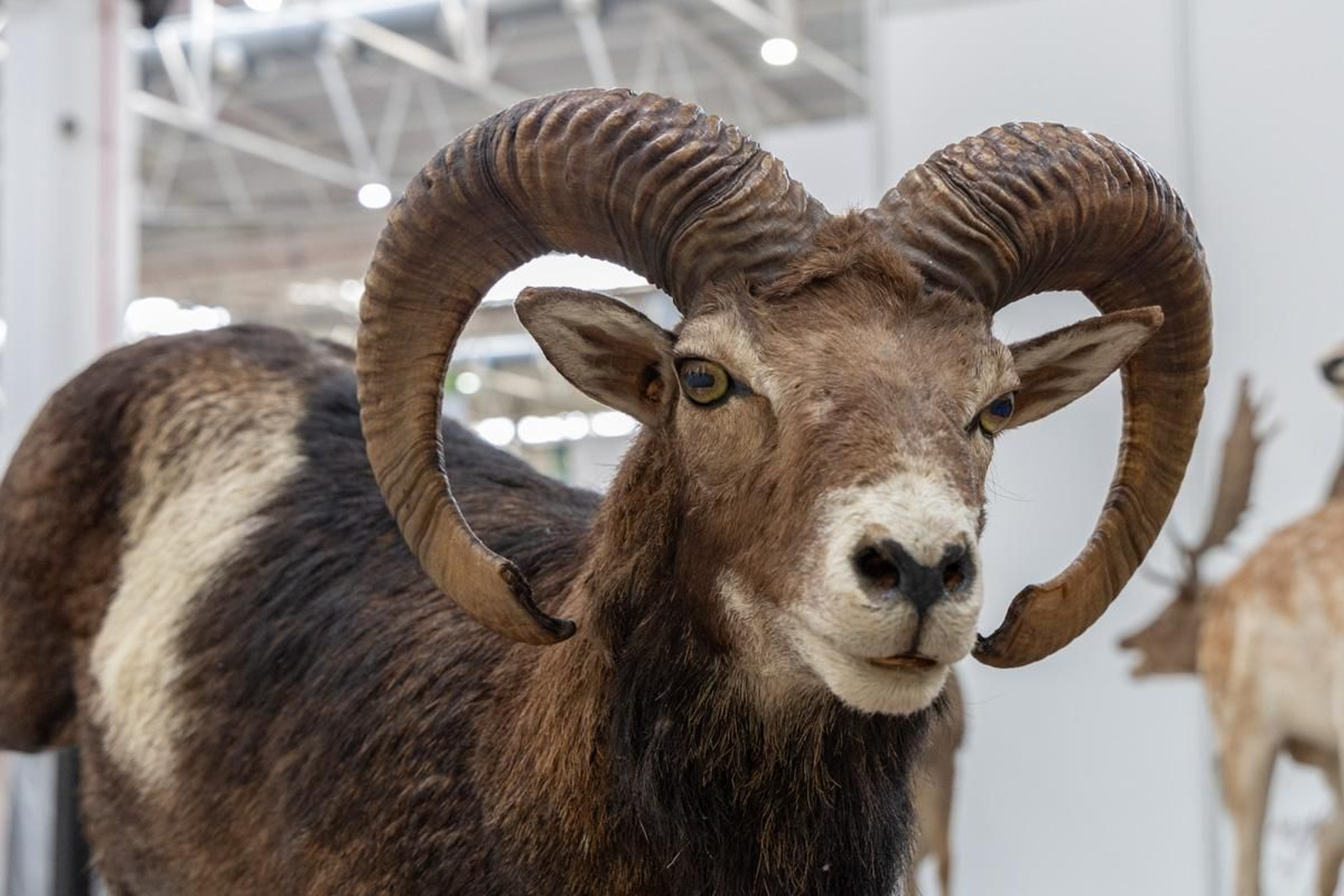 Ibercaza 2024, Jaén