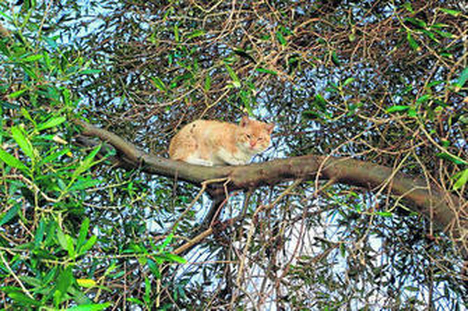 ¿Quién baja al gato?