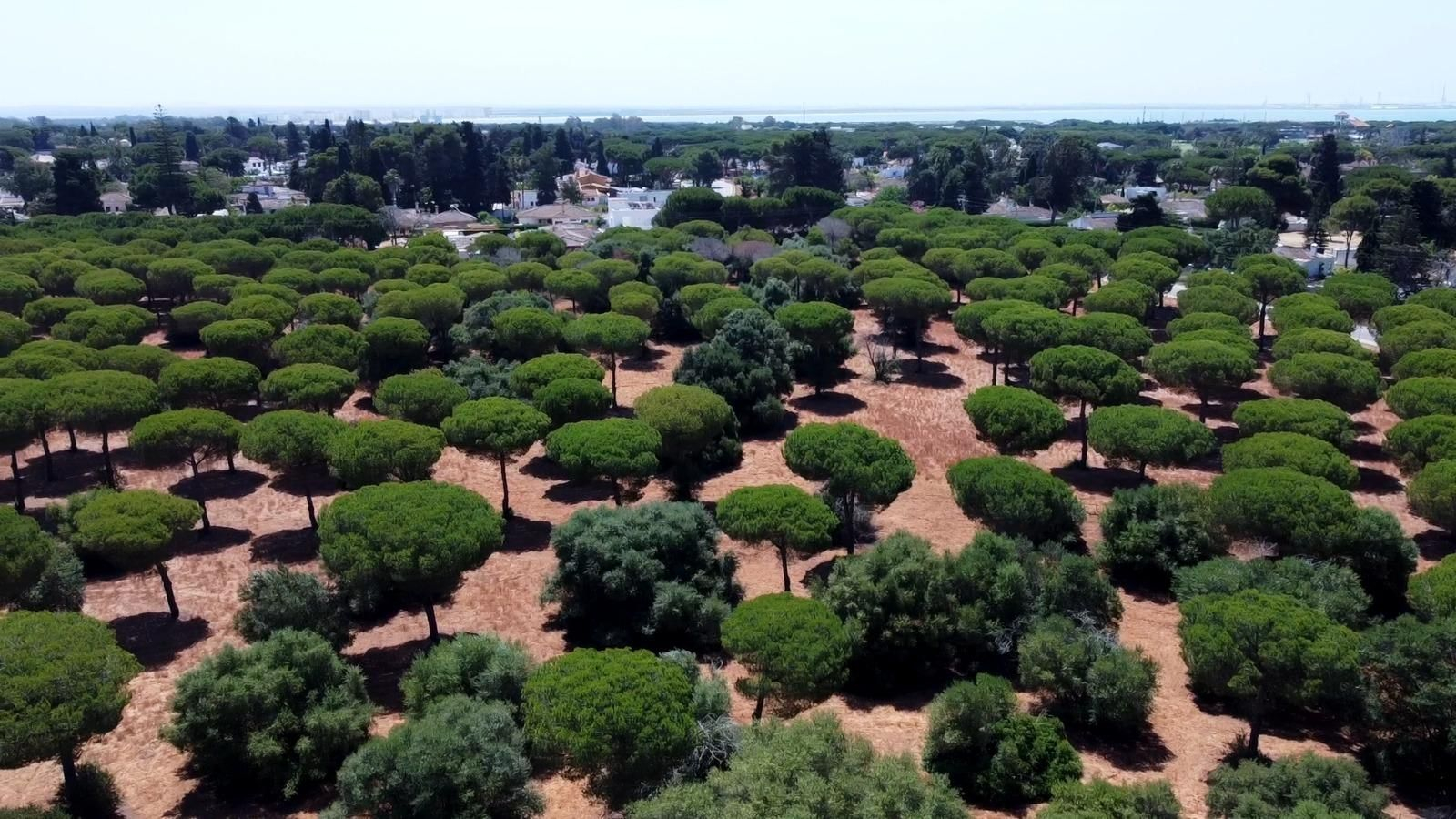 Una vista del pinar ubicado en la urbanización El Águila.