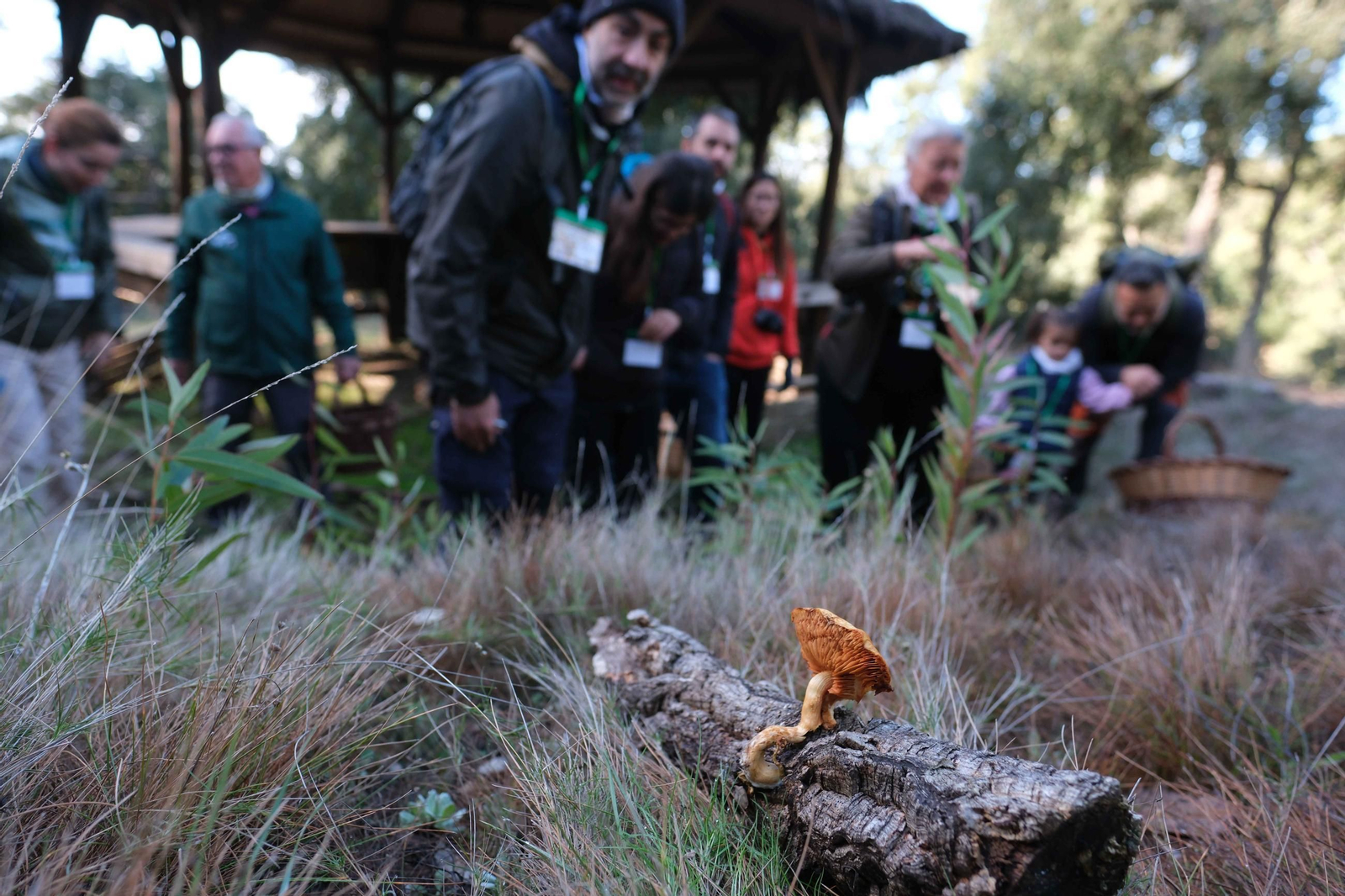 Seta nacida sobre un trozo de madera muerta.