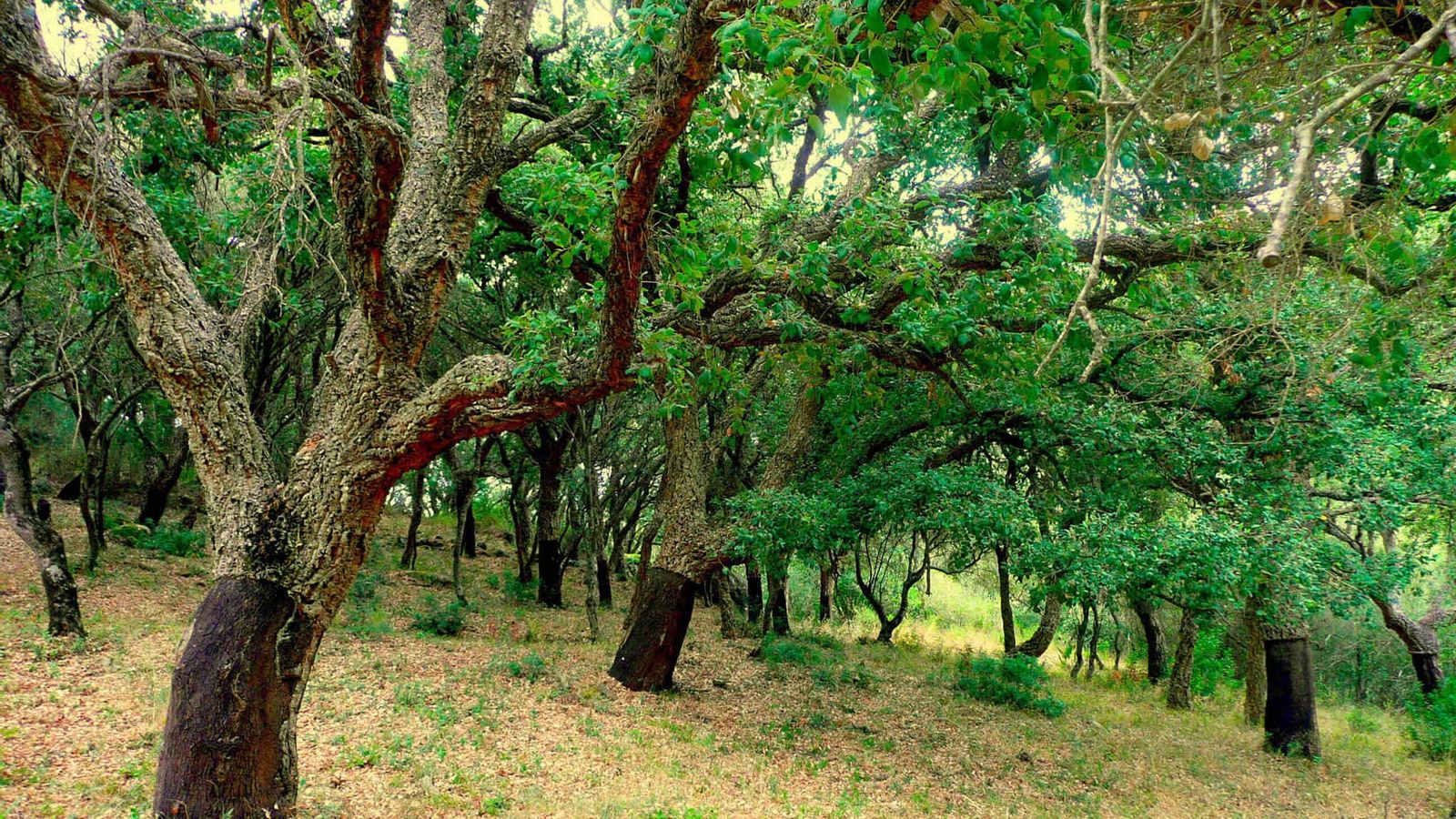 Parque Natural de Los Alcornocales