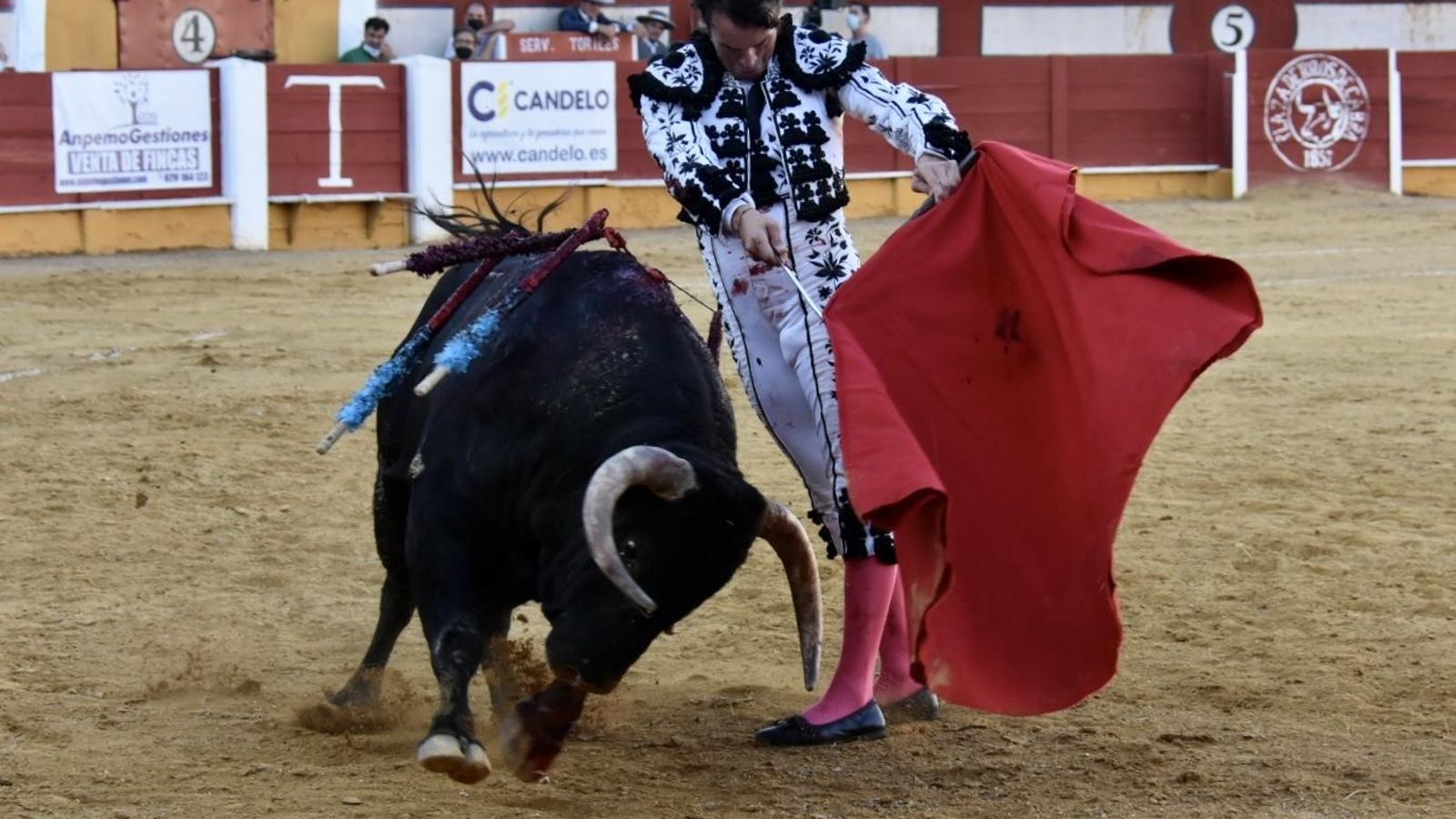 Juan Serrano durante la faena a uno de su lote.