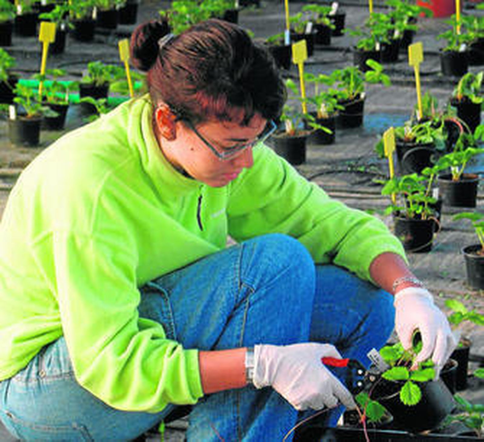 Una investigadora realiza un corte en una de las plantas.