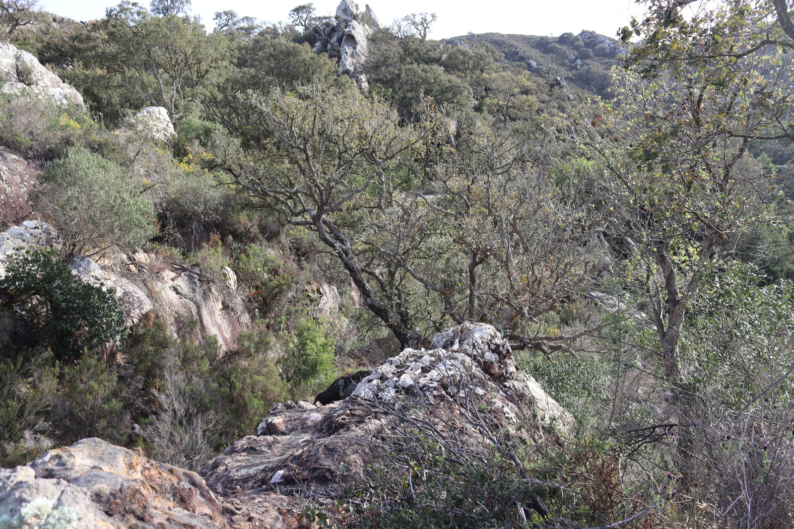 Fotos de la flora y fauna del Parque Natural de Los Alcornocales