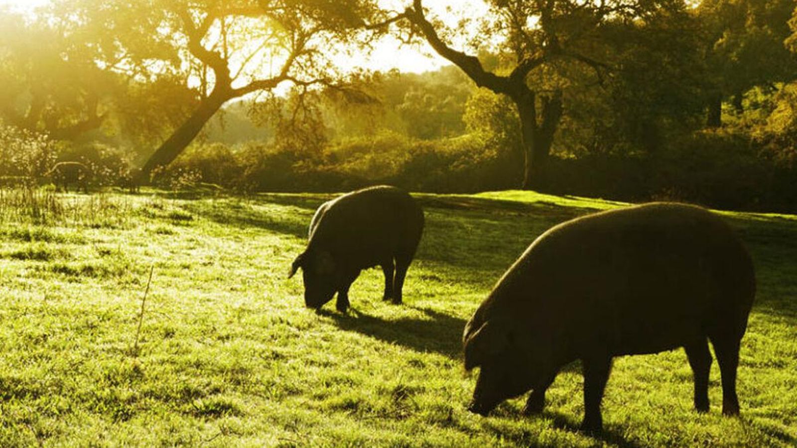 Jabugo, el origen del mejor jamón ibérico