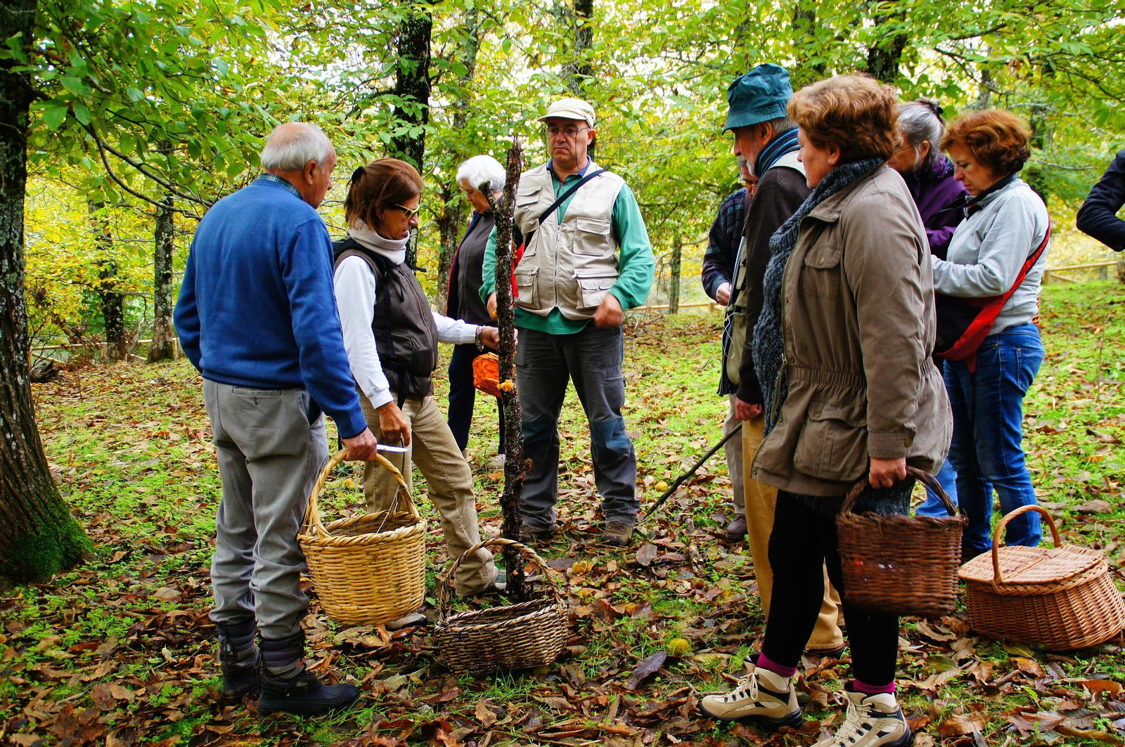 Los recolectores de gurumelos realizan las primeras búsquedas entre los diferentes bosques de los campos serranos y andevaleños. Es la seta por excelencia aunque hay que tener cuidado para no confundirla con la Amanita Verna, ya que su ingesta es mortal y por eso las experiencia es primordial para su recogida.