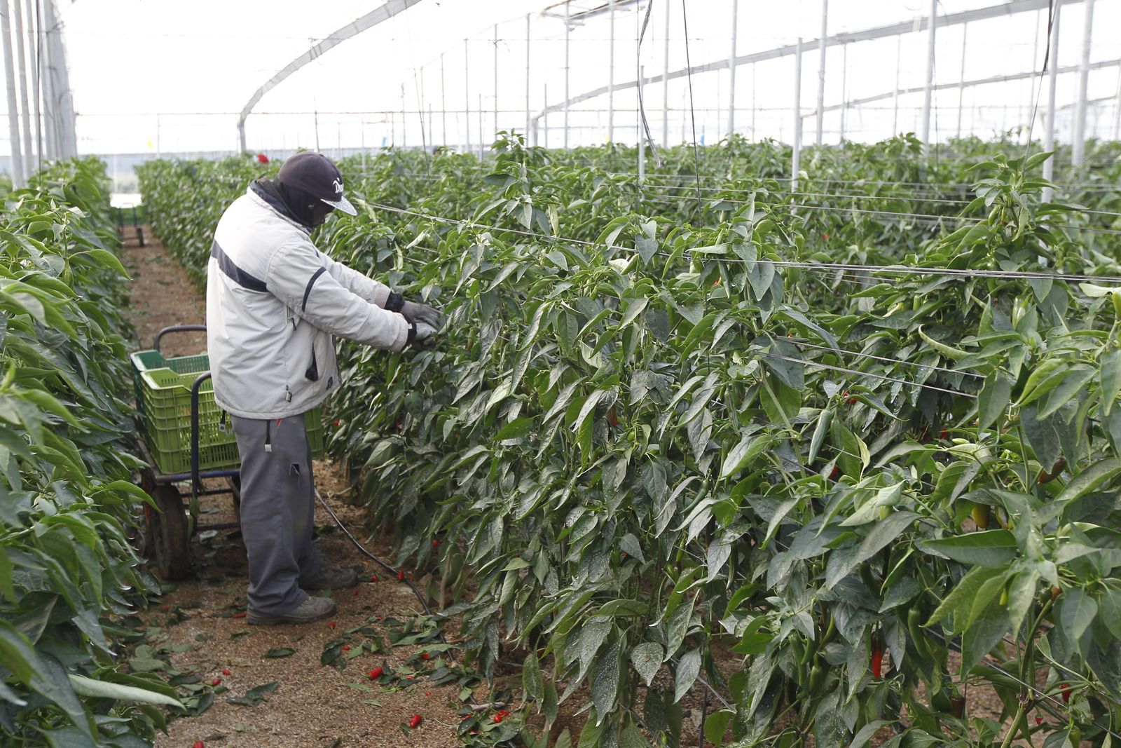 Asaja Almería critica que Hacienda ha dejado a las hortalizas de Almería fuera de la rebaja fiscal.