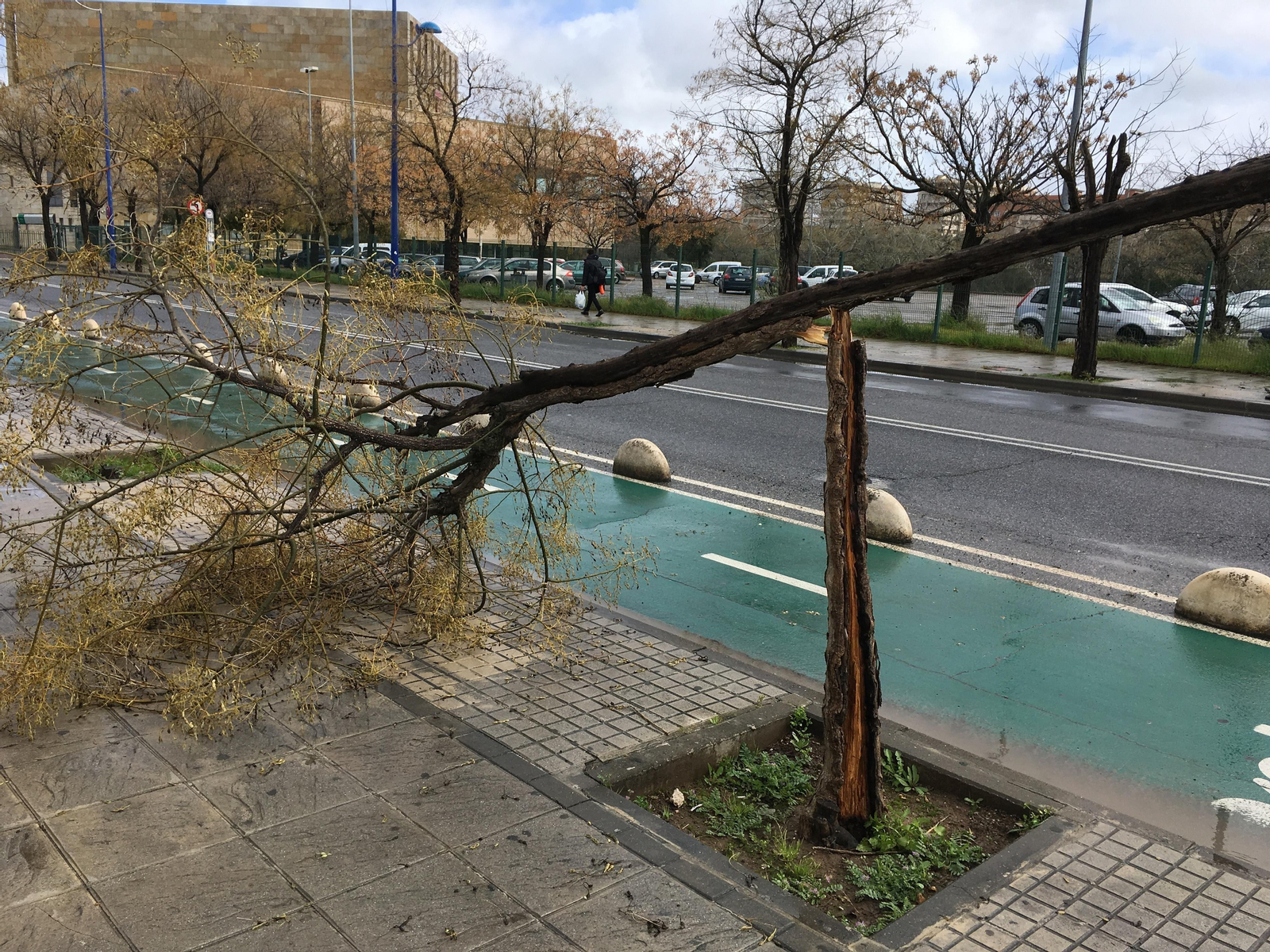 Un árbol partido por la mitad.