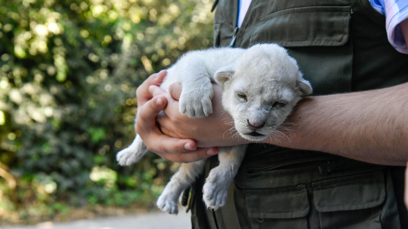 Las fotos de los chachorros de leones blancos de Jimena