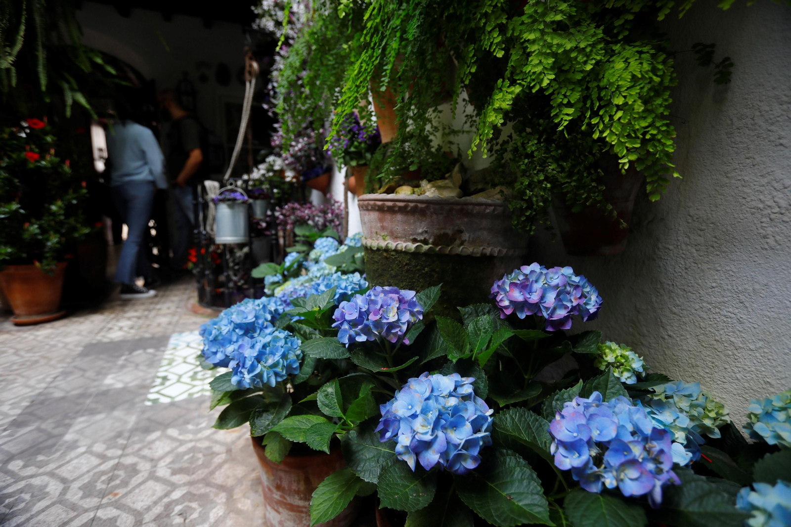 Los patios de Córdoba de la ruta Judería-San Francisco, en imágenes