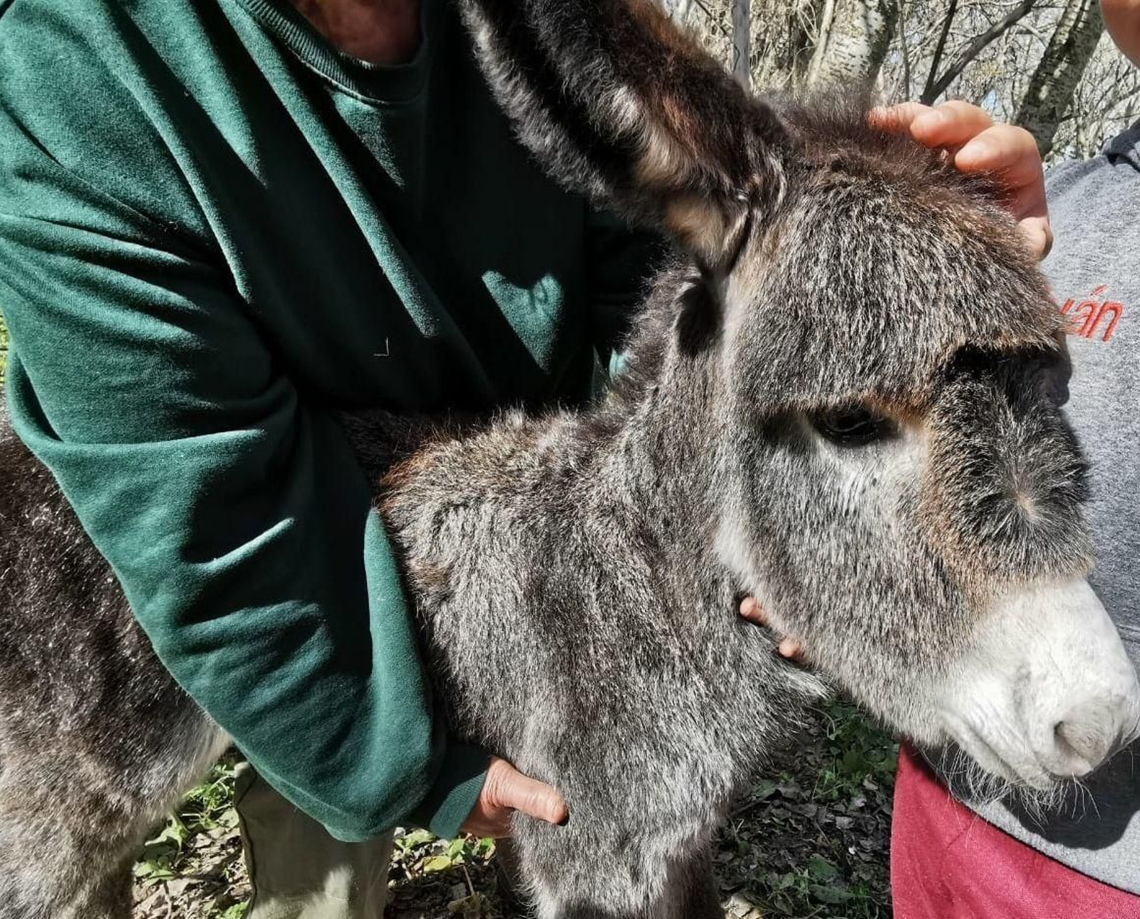 'Benemérito', el bebé burro en homenaje a los guardias civiles fallecidos