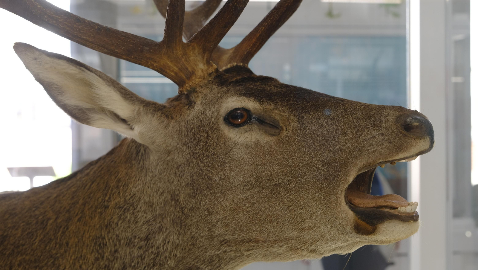 Descubre en estas fotos las maravillas que esconde el Pabellón de Historia Natural de la UAL
