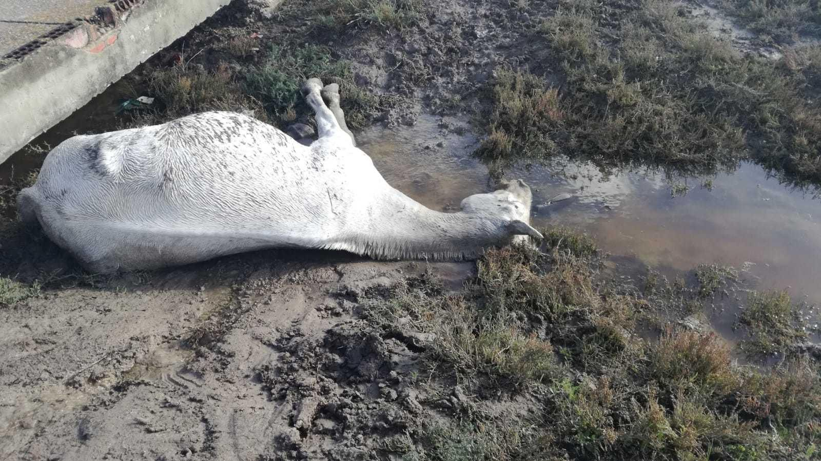 Uno de los caballos muertos junto al poblado de Doña Blanca.