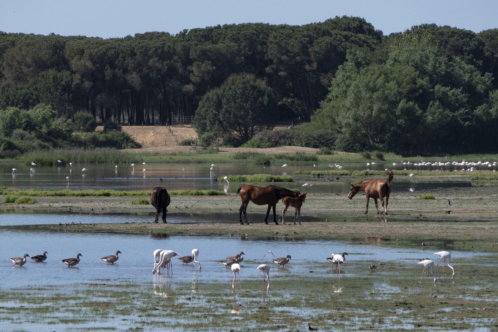 Diferentes especies de en el entorno de Doñana.