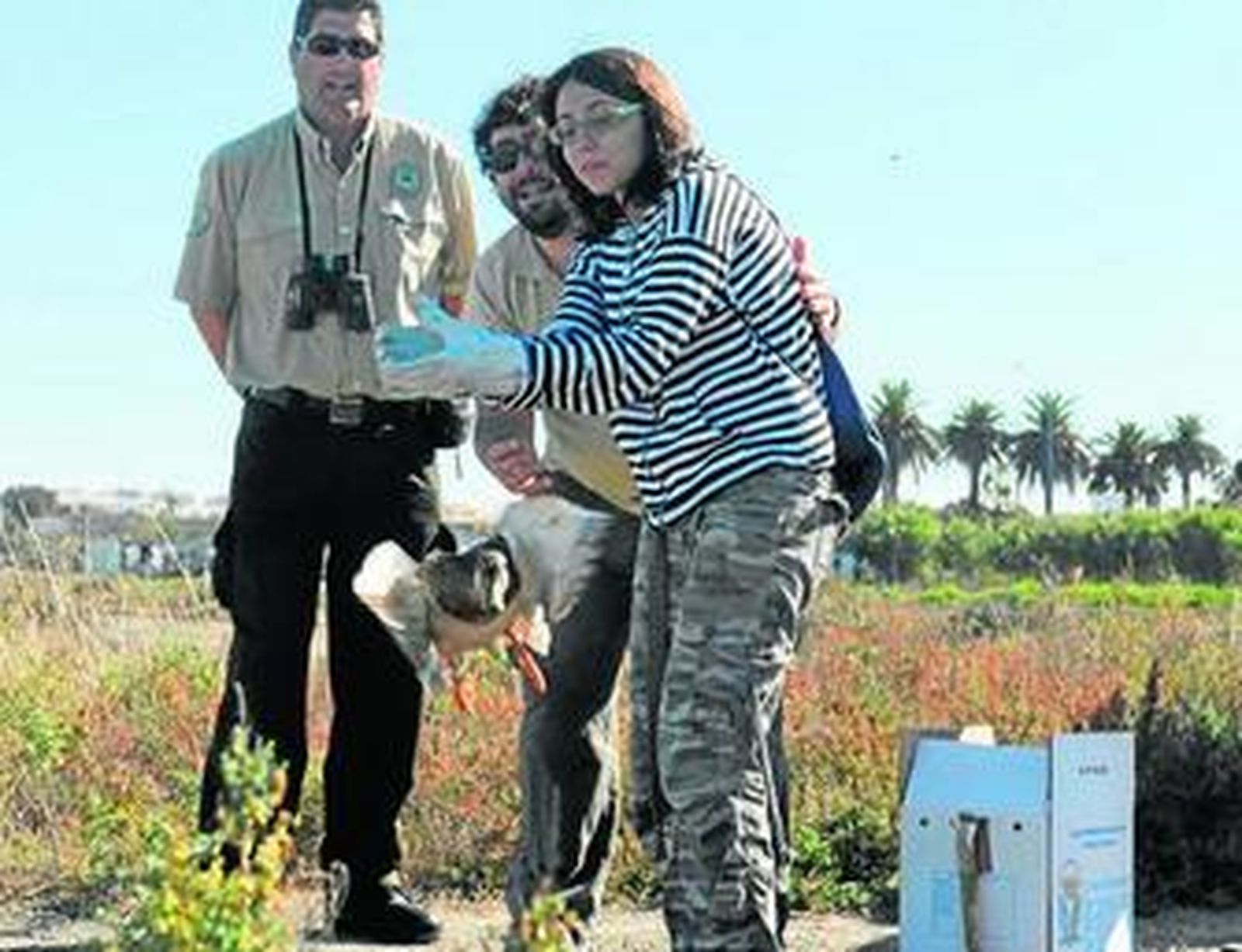 Momento de la reintroducción de una de las aves en la salina Tres Amigos.