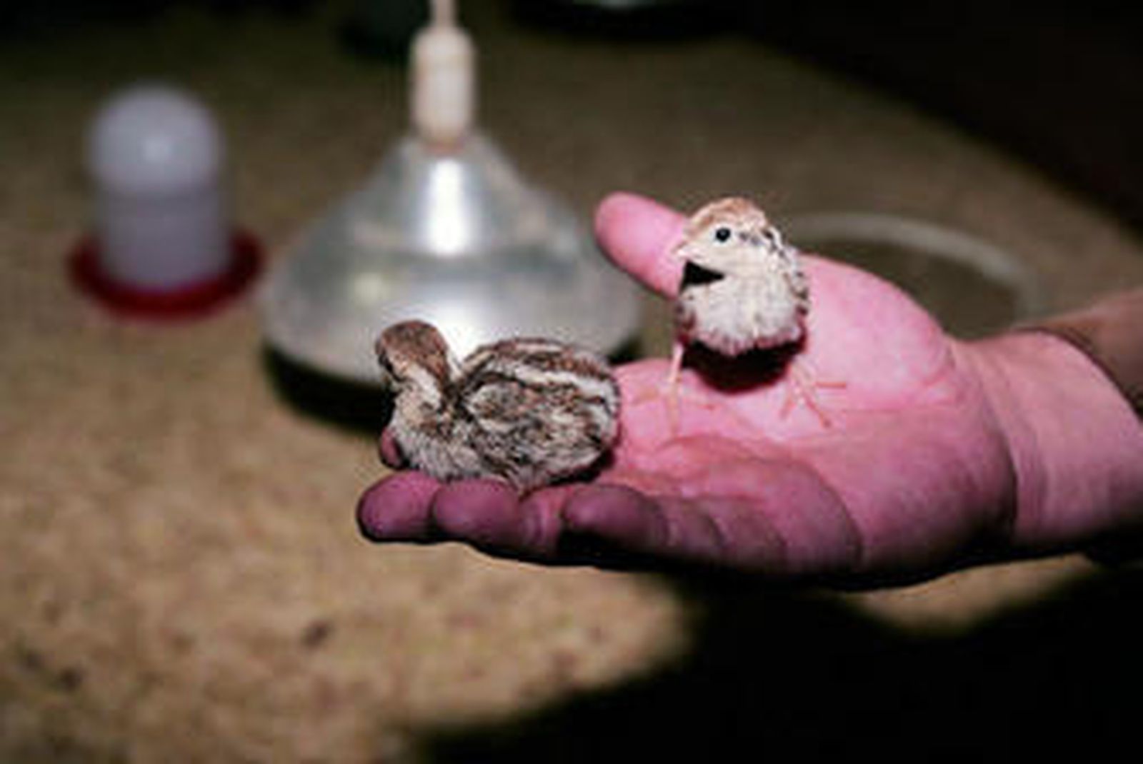 Los índices de mortalidad en los pollos de perdiz son muy elevados.