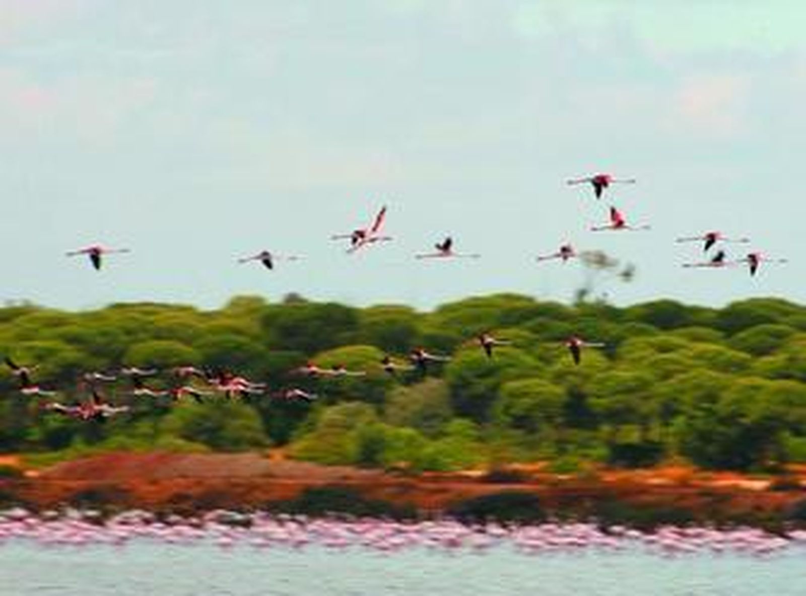 La colonia de flamencos rosas en Marismas del Odiel.