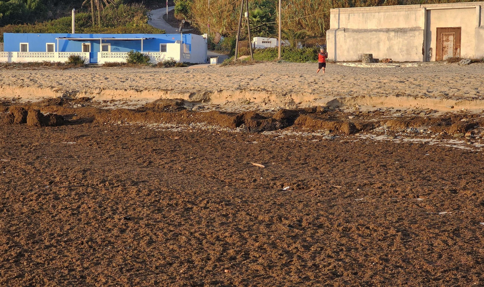 Fotos del nuevo arribazón de alga asiática en la playa de Getares de Algeciras