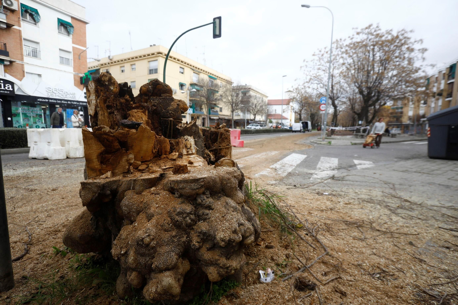 Un árbol talado en la carretera Trasierra.