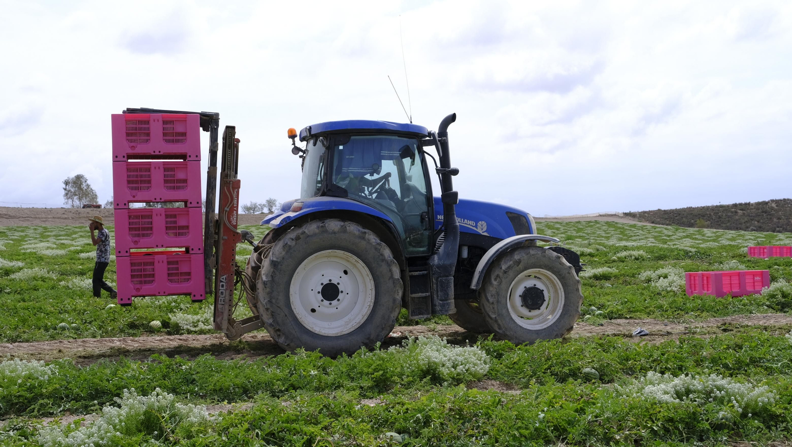La sandía y el melón de Huércal Overa, manjares en imágenes