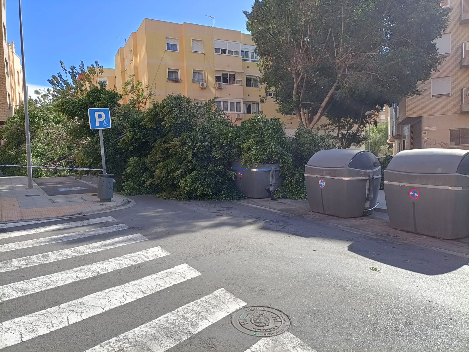 Árboles caídos junto a la Bola Azul.