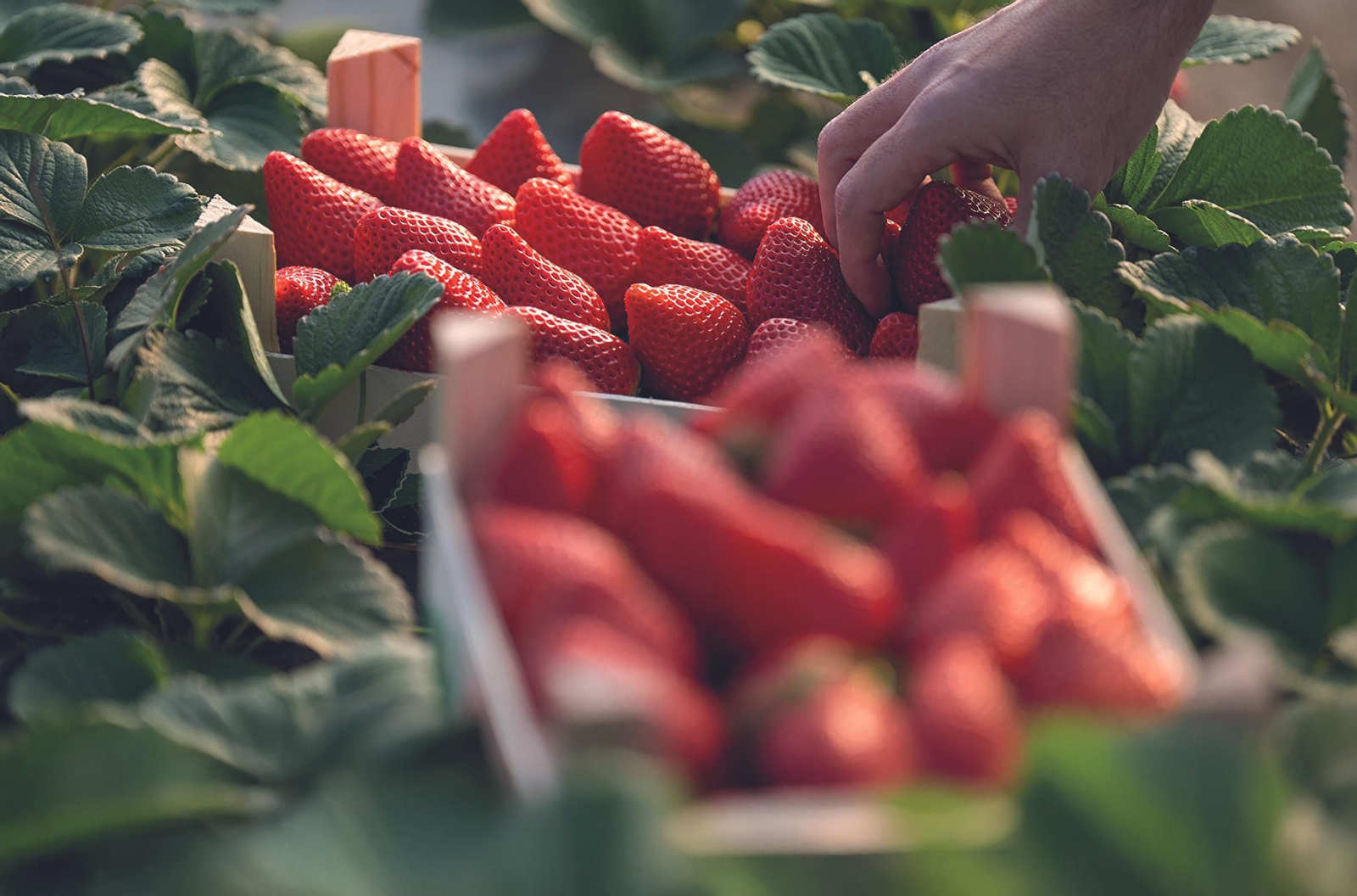 Recolección de fresas en una finca de Huelva.