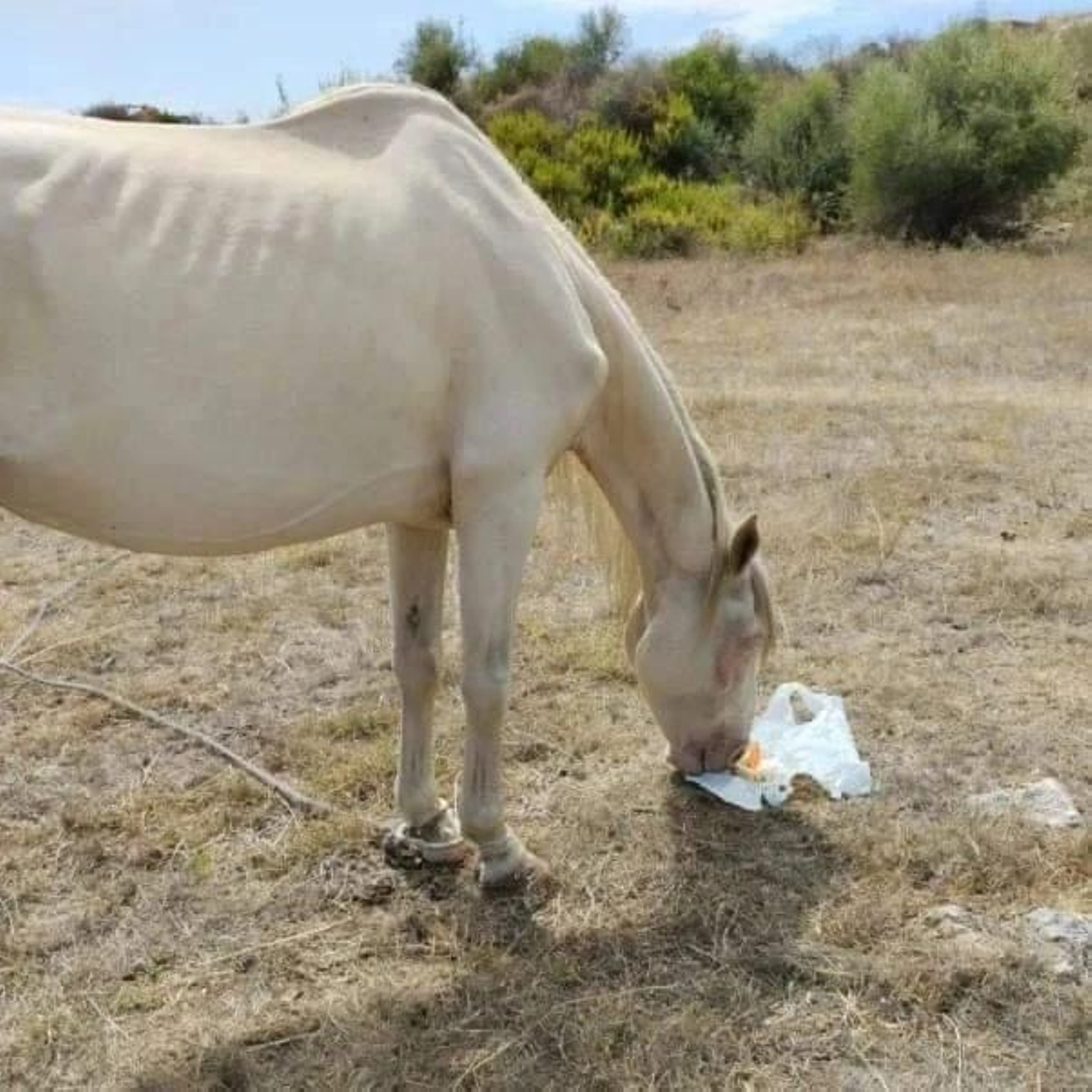 La yegua presuntamente abandonada en la cantera de Los Pastores, en Algeciras.