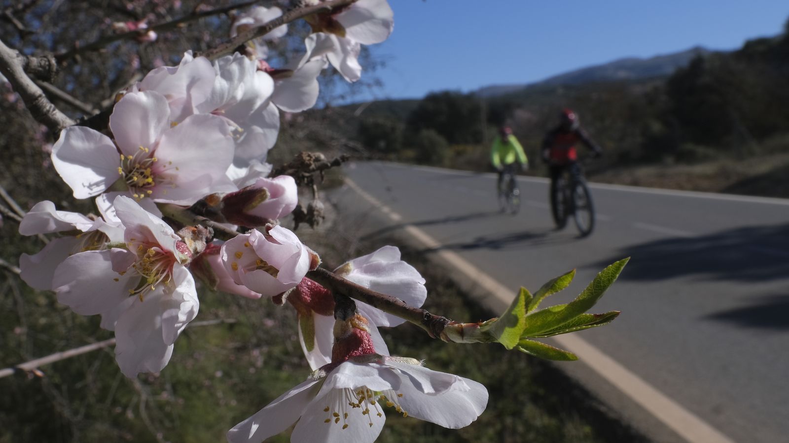Almendros en flor en la carretera entre Ronda y El Burgo.