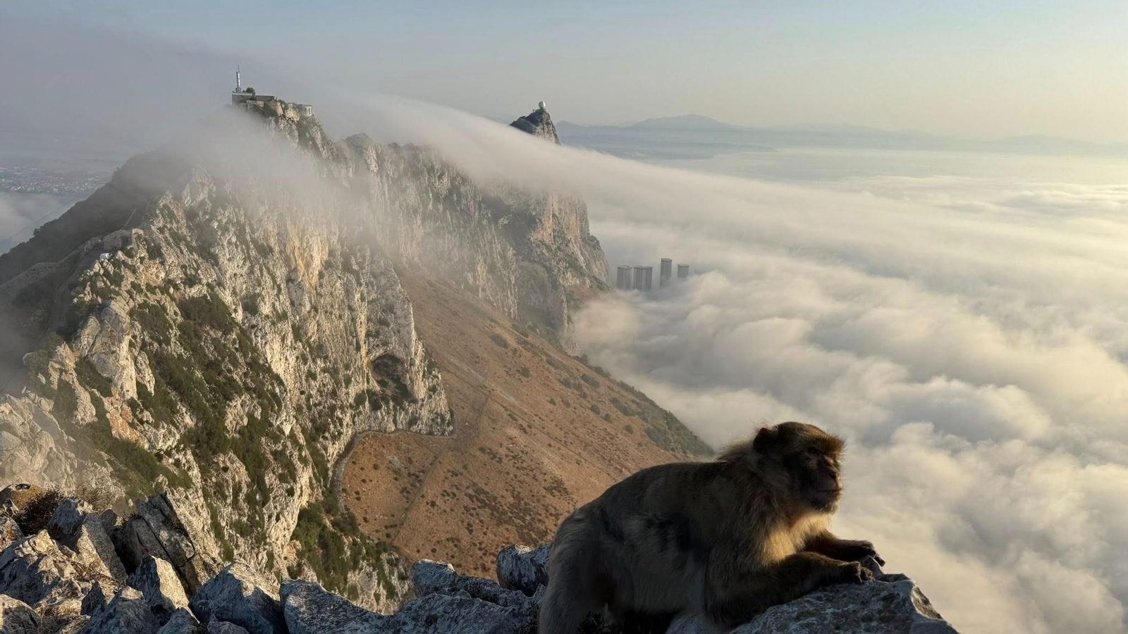 Un macaco se asoma desde el Peñón.