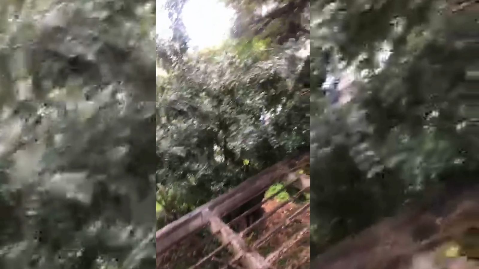 Árbol caído sobre la cornisa del IES El Valle de Jaén por culpa del viento