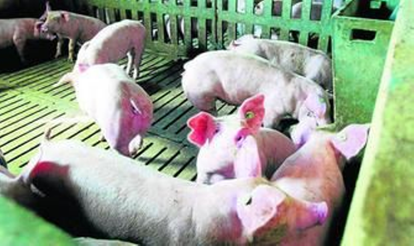 Granja de cerdos en la comarca del Guadalteba.