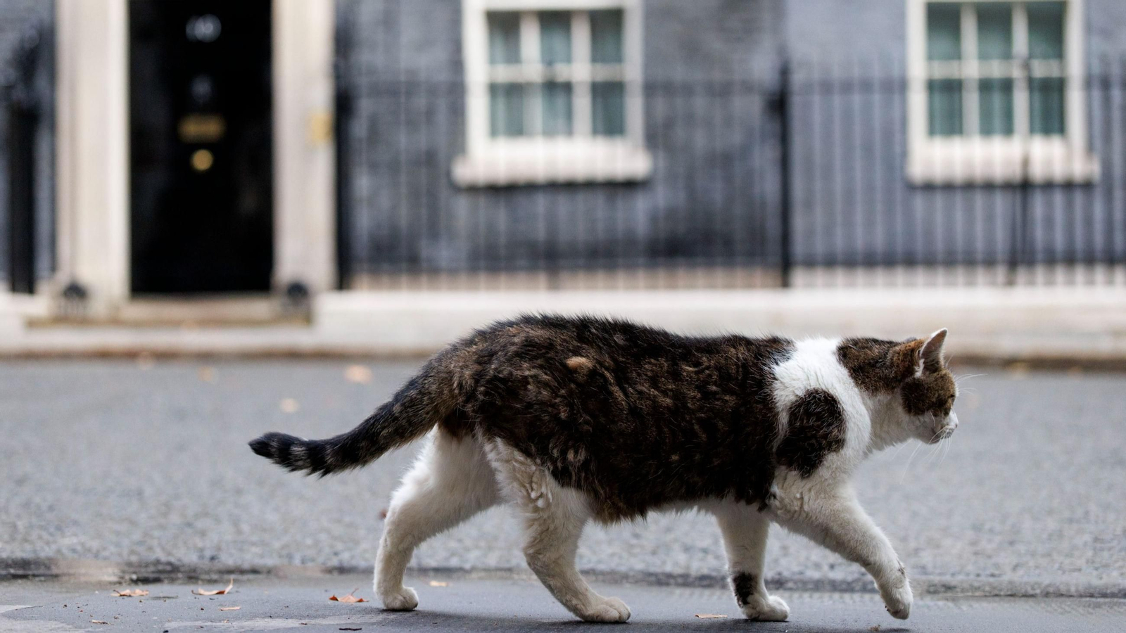 Un gato callejero, frente al 10 de Downing Street, el pasado día 3.