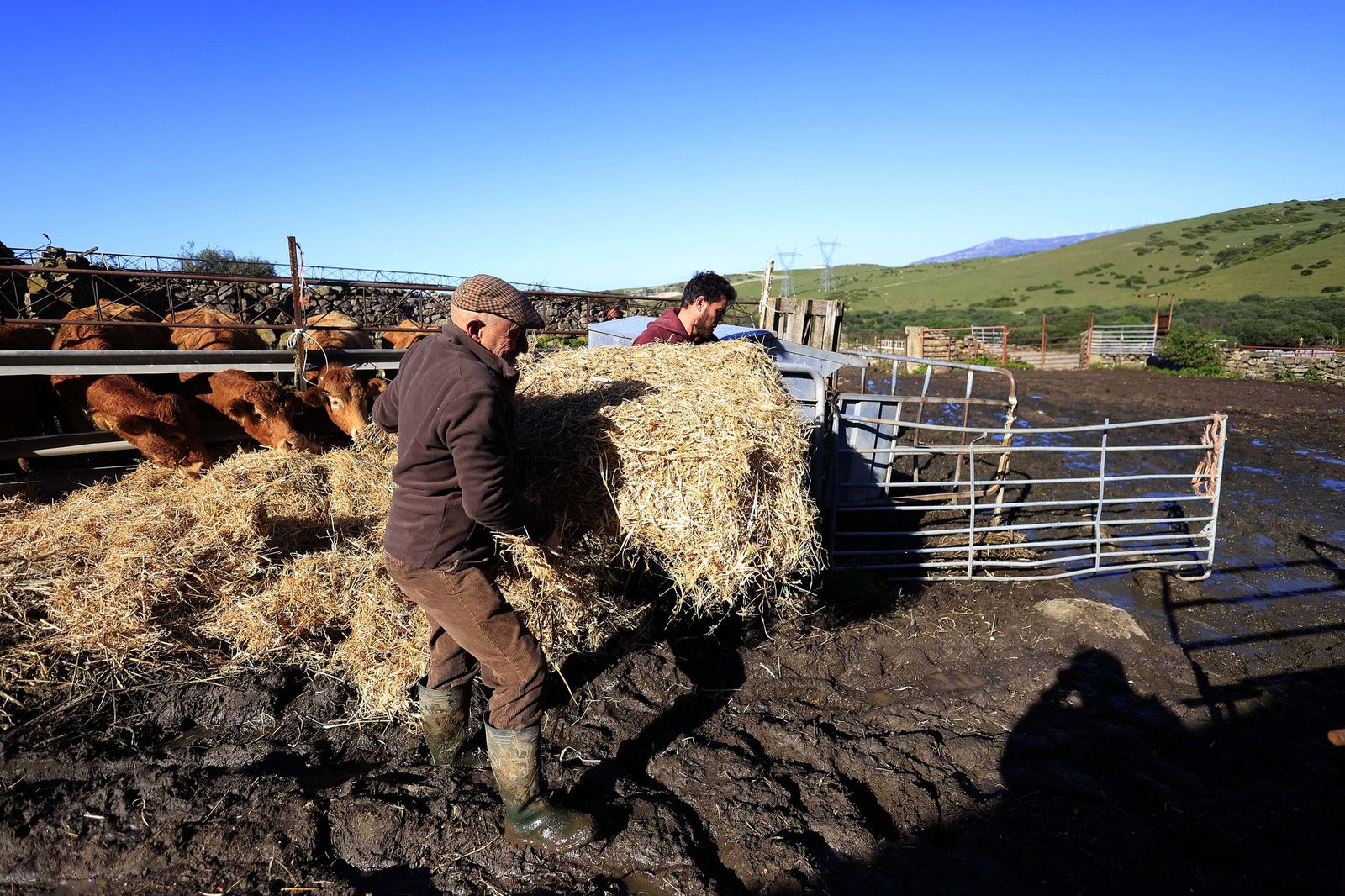 Las fotografías de la ganadería de Luis Benítez en Tarifa