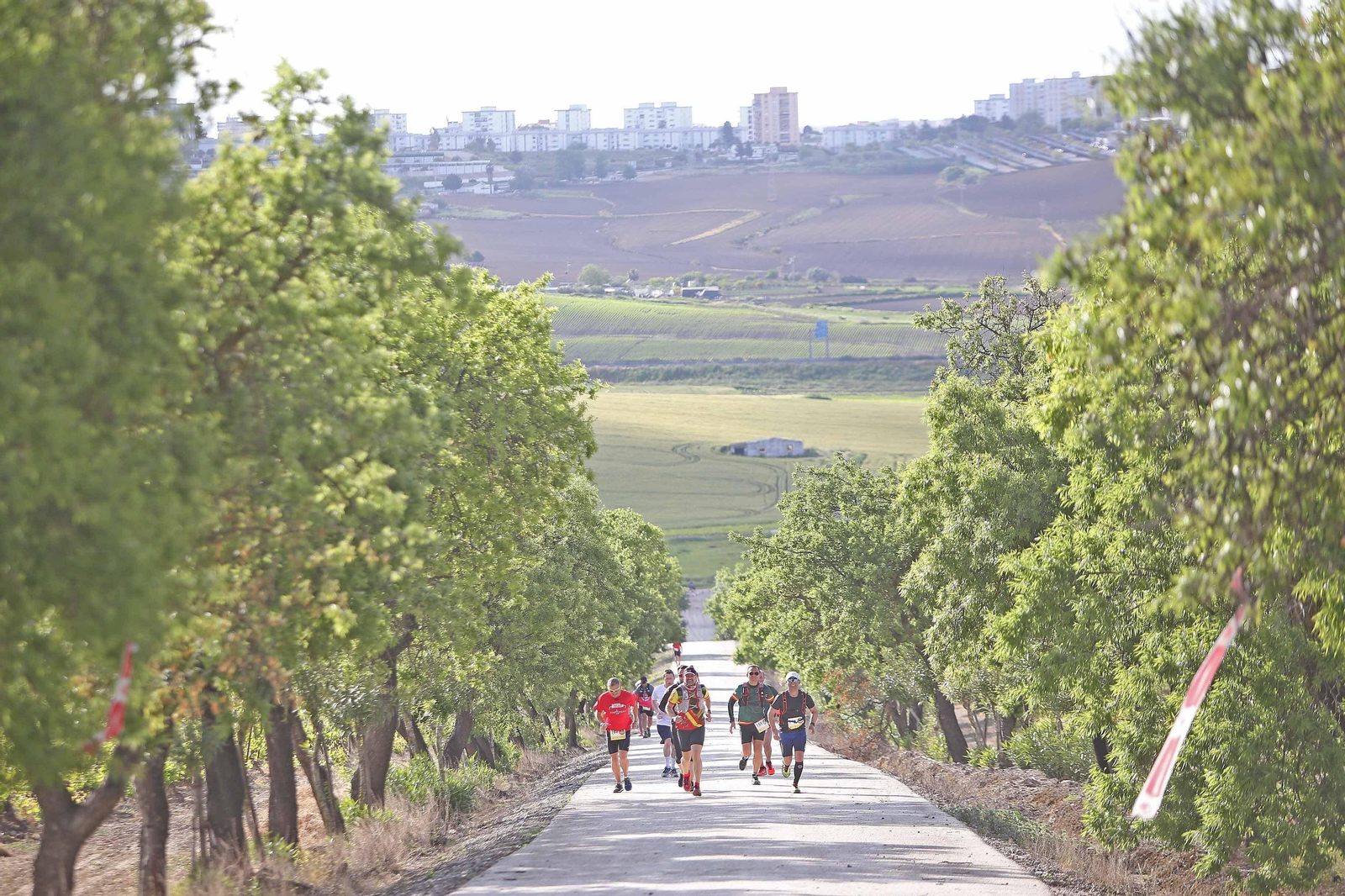 1. Impresionante imagen de los atletas subiendo uno de los cerros entre viñas con la ciudad al fondo. 2. Manuel Gatón, del Club Roteña Vía Verde, ganador de la prueba reina. 3. Libertad Reyes, sexta clasificada en los 42 kilómetros 4. José María Cobos, subiendo La Alcubilla y encarando los últimos metros. 5. Los atletas pasaron por el interior de algunas bodegas, entre ellas las de González Byass. 6. Los voluntarios preparan una curiosa mesa de avituallamiento con fruta y también vino y chacinas, una de las peculiaridades de la Sherry Maratón.	Fotos: Vanesa Lobo
