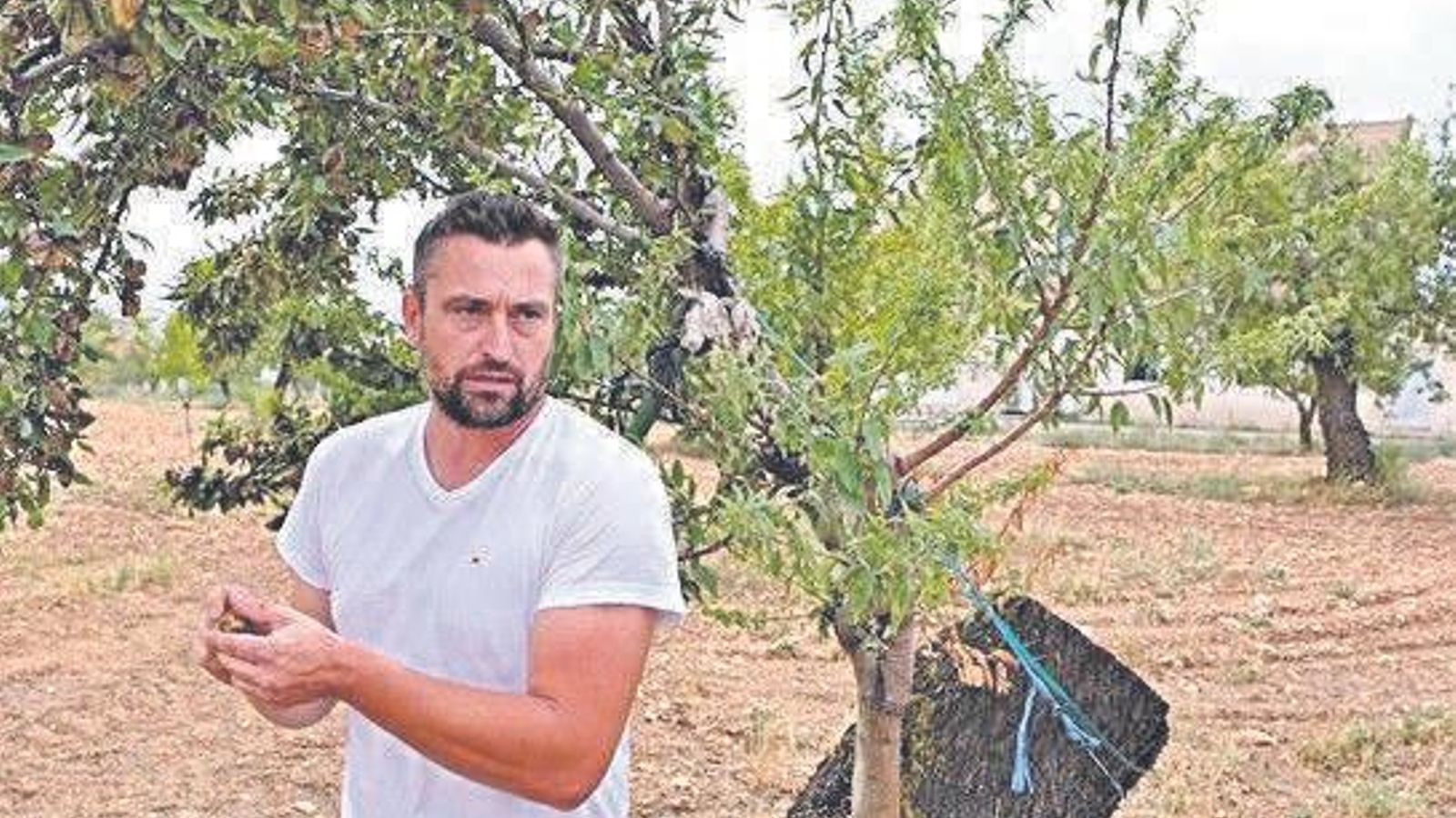 José Torregrosa, alcalde de Chirivel, ante unos almendros.