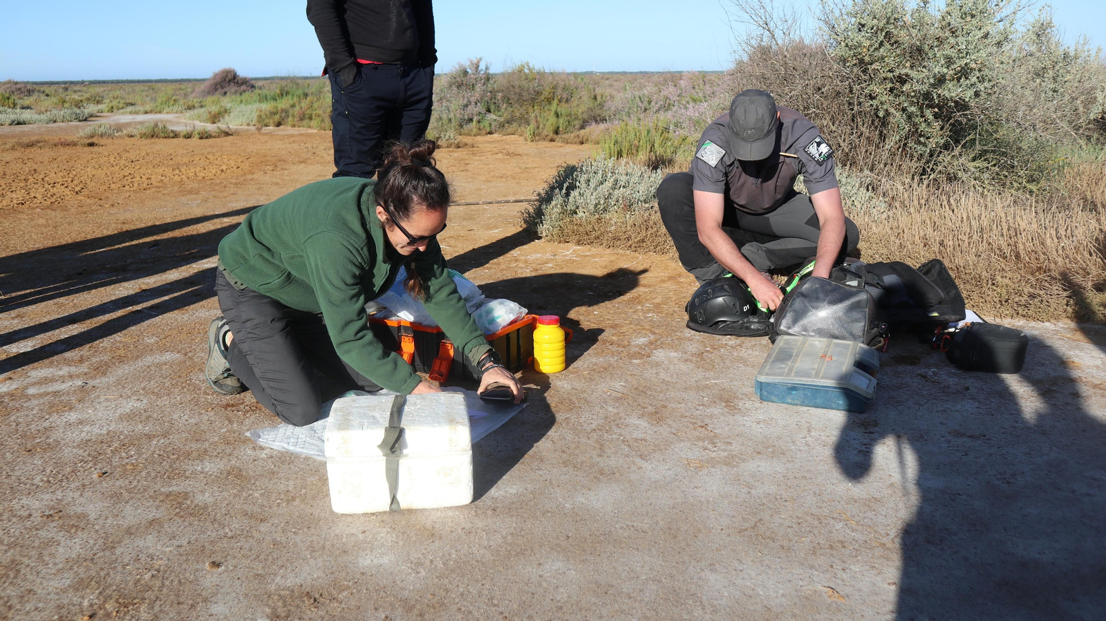 Anillamiento de tres pollos de águila pescadora nacidas en el Paraje Natural Marismas del Odiel
