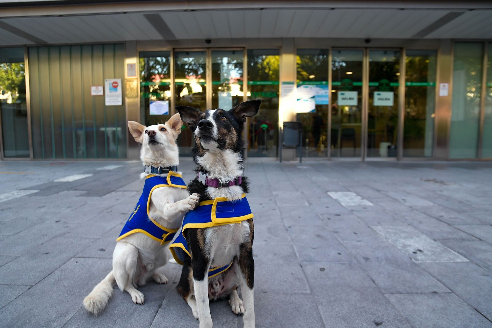 Fotos de los perros que sirven de terapia a los niños del Maternal de Granada