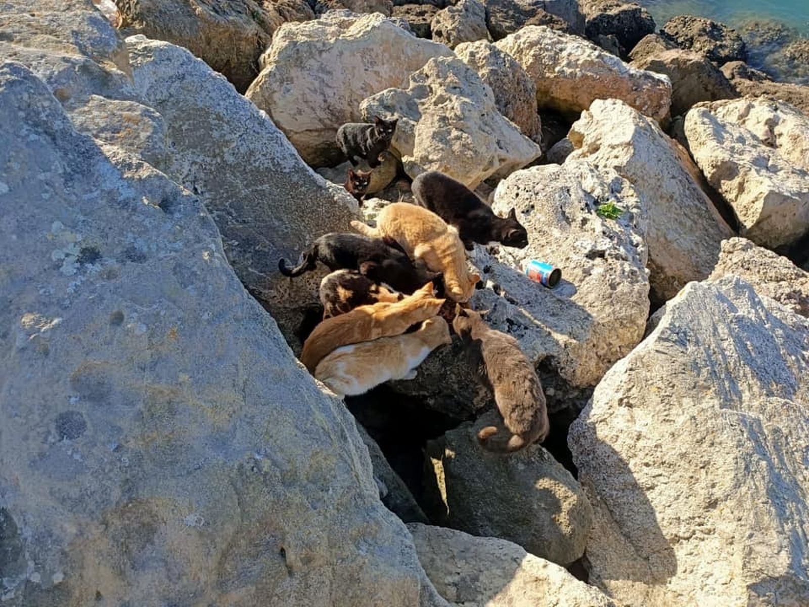 Una de las colonias felinas ubicadas en la zona de Puerto Sherry.