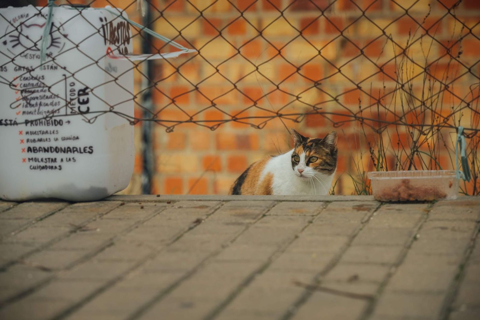 Denuncian que están poniendo veneno en la Laguna de Torrox.