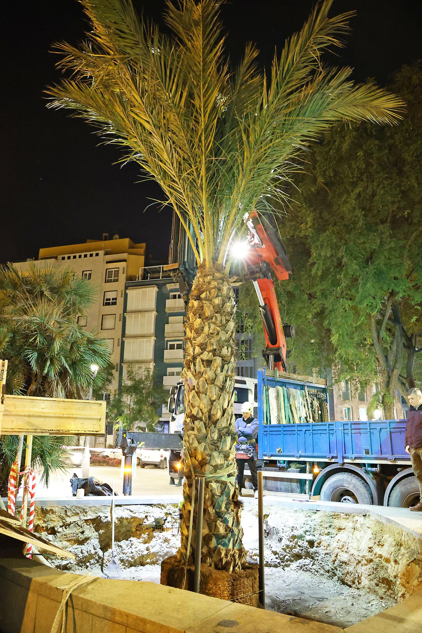 Las mejores imágenes de la plantación de la nueva palmera de Huelvaga