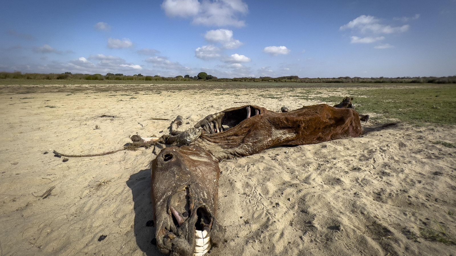 El cadáver de un caballo en el Parque Nacional de Doñana