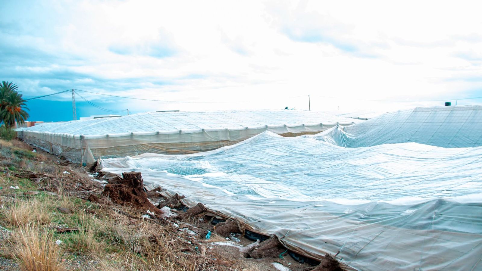 Un invernadero de la costa tropical | Imagen de archivo