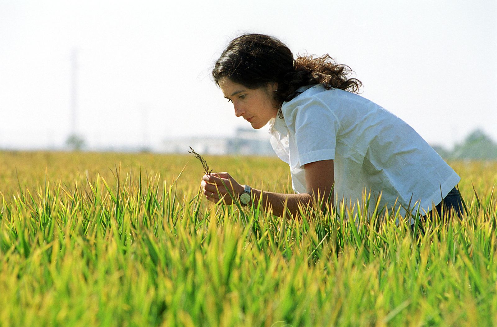 Campos de arroz en la provincia de Sevilla.